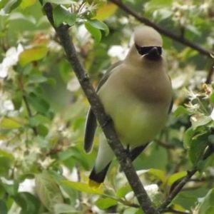 Meet your Posher, Claudette
